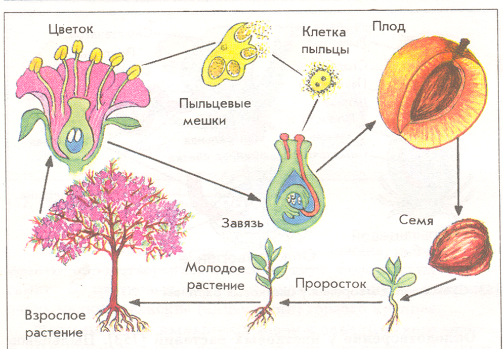Способность растений завязывать плоды без опыления как показанный на рисунке плод огурца называется
