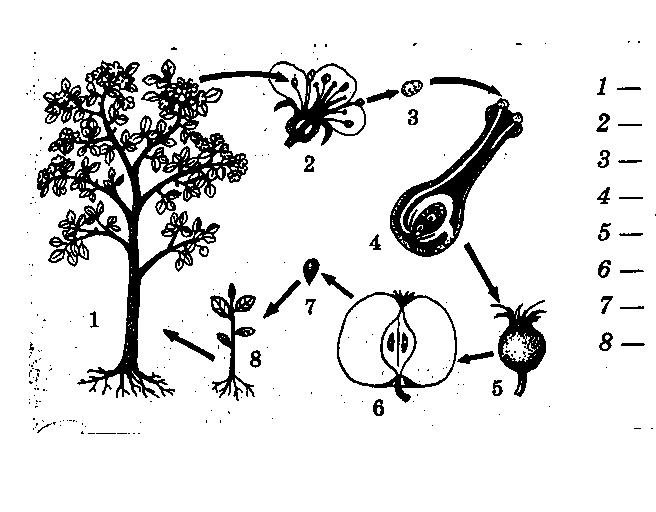 Половое размножение тест 6 класс. Схема развития покрытосеменных растений. Схема размножения яблони. Цикл развития цветкового растения яблоня. Жизненный цикл покрытосеменных растений рисунок.