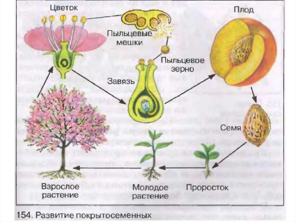 Органами размножения покрытосеменных являются. Жизненный цикл покрытосеменных схема. Схема цикла размножения покрытосеменных. Схема полового размножения покрытосеменных растений. Цикл размножения и развития у покрытосеменных растений.