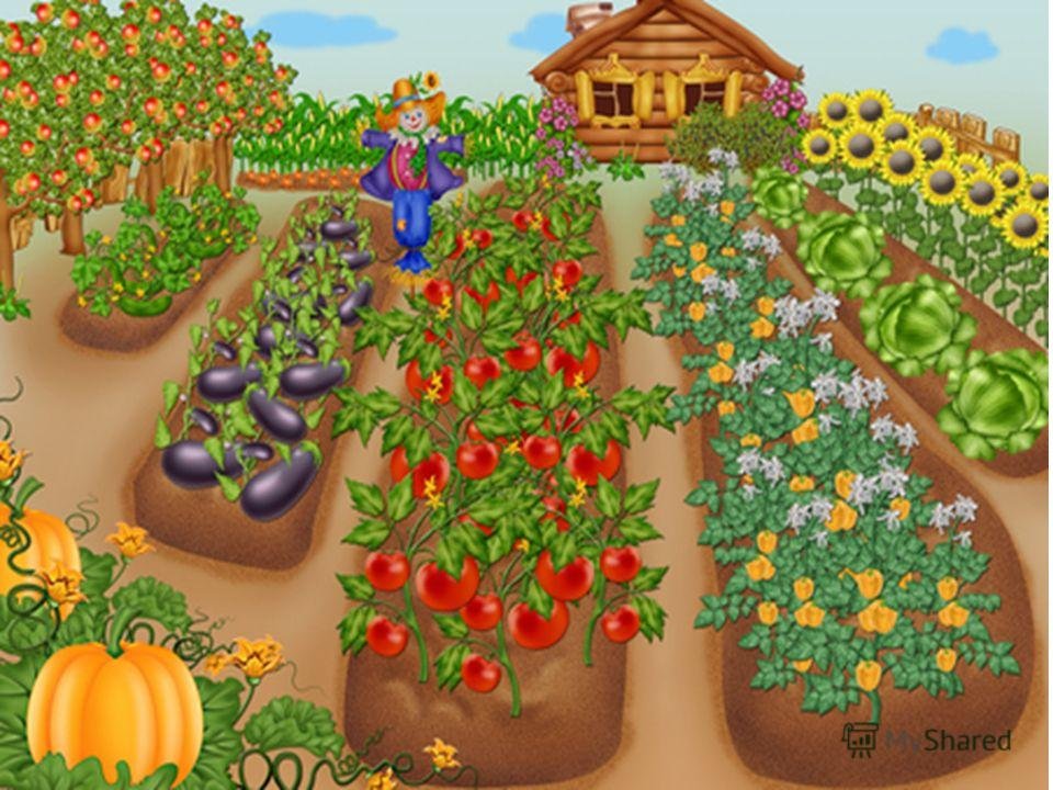 Нарисуем огород там растет два куста ягоды. Овощи на грядке. Огород для детей. Огород грядки с овощами. Грядки в огороде.