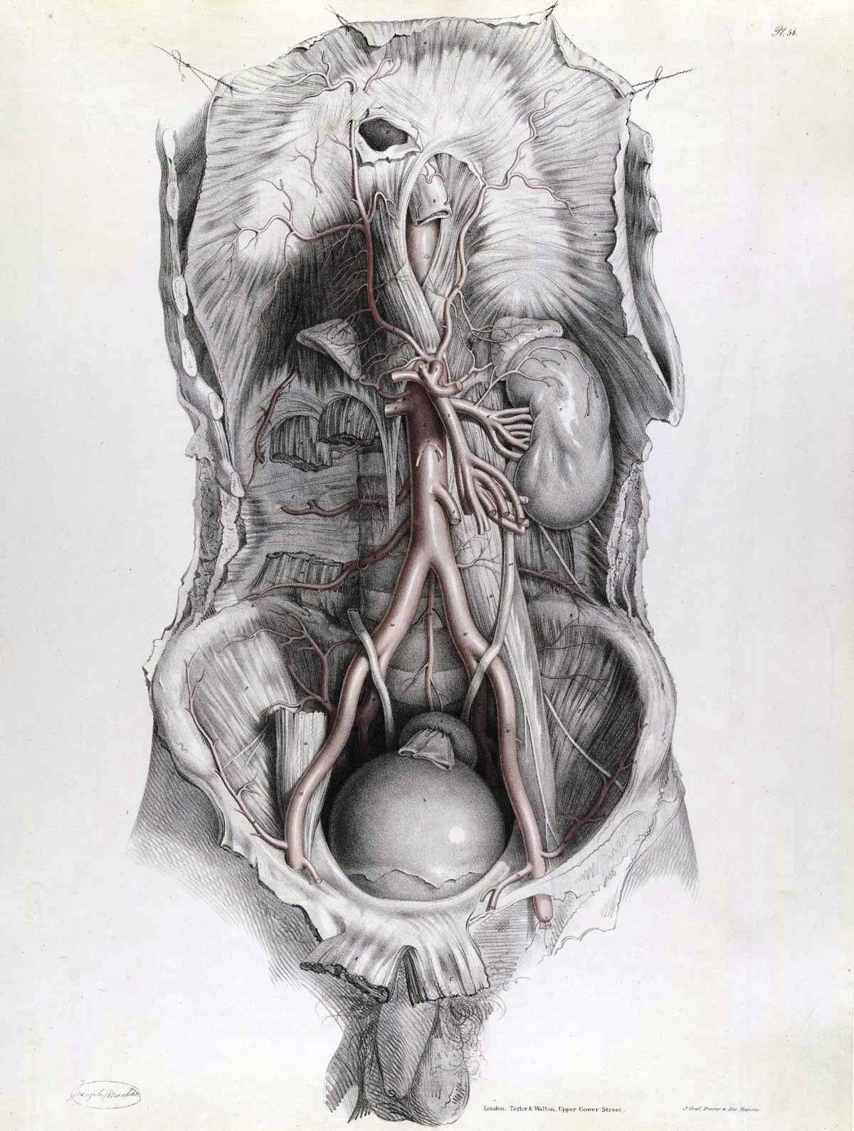 Красивые рисуночки анатомия