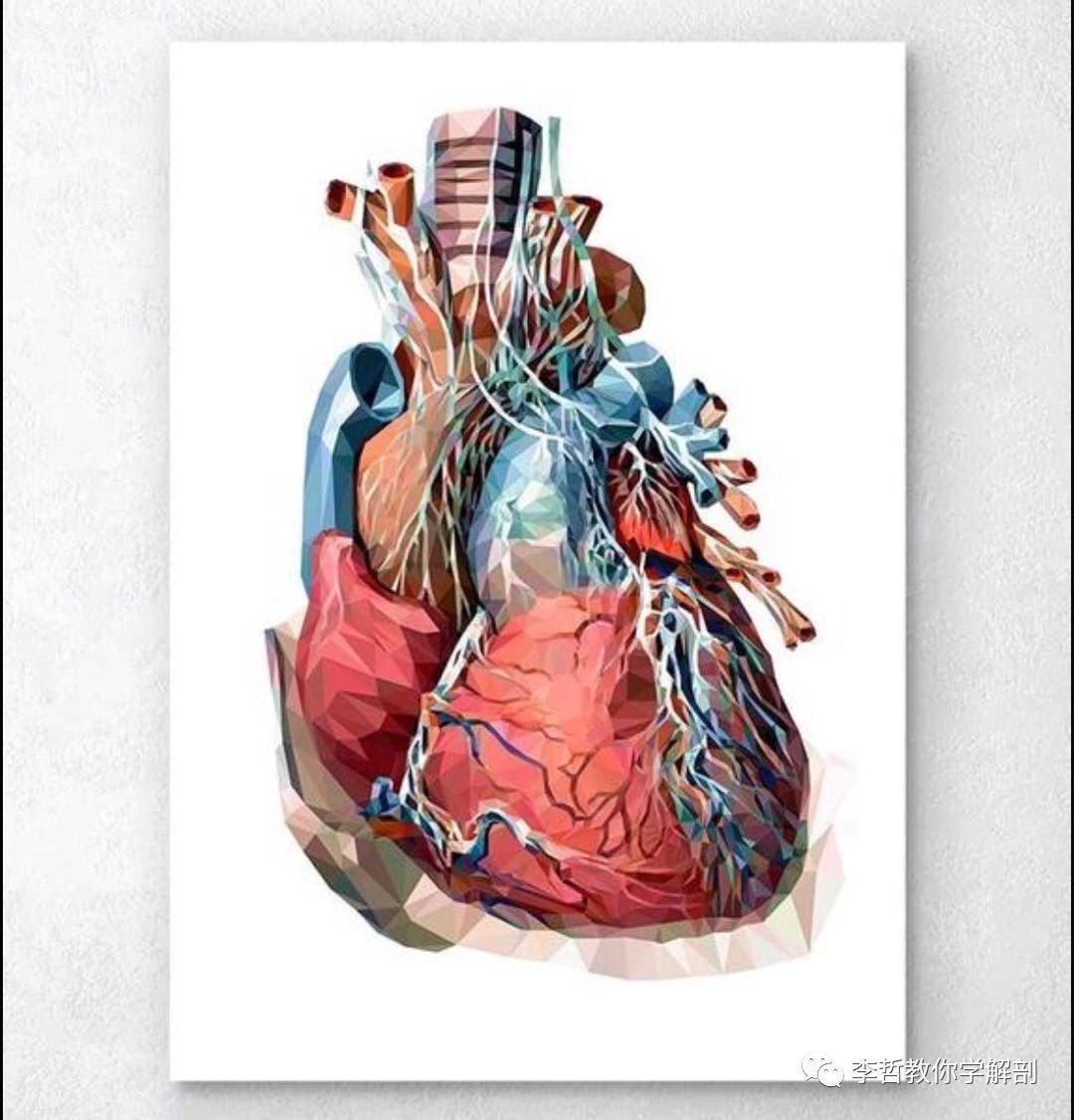 Сердце разноцветное анатомия