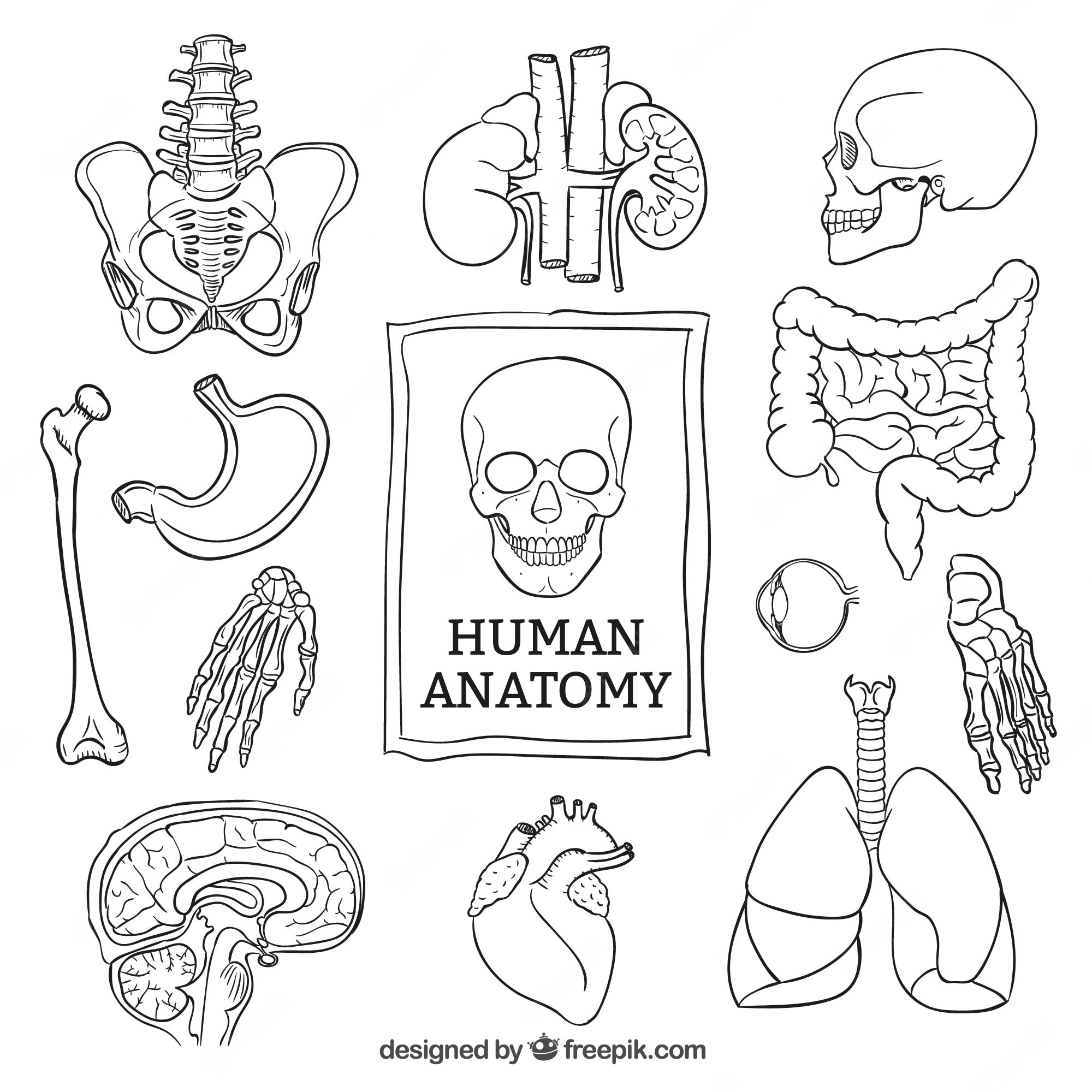 Раскраска анатомия человека
