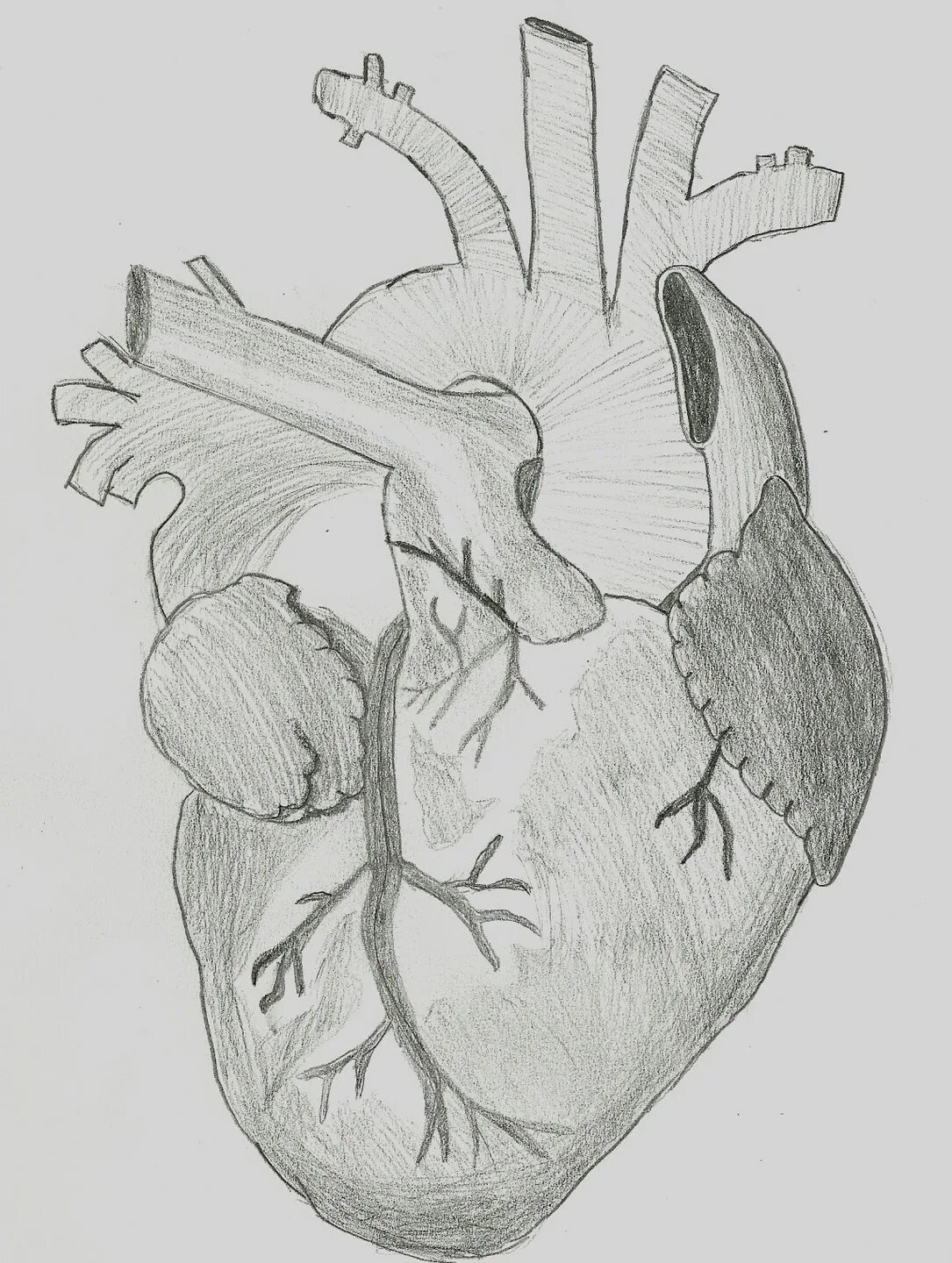 Сердце карандашом