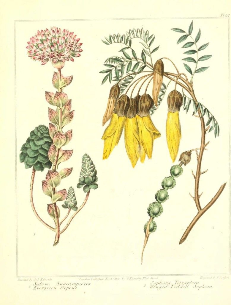 Софора толстоплодная Ботаническая иллюстрация