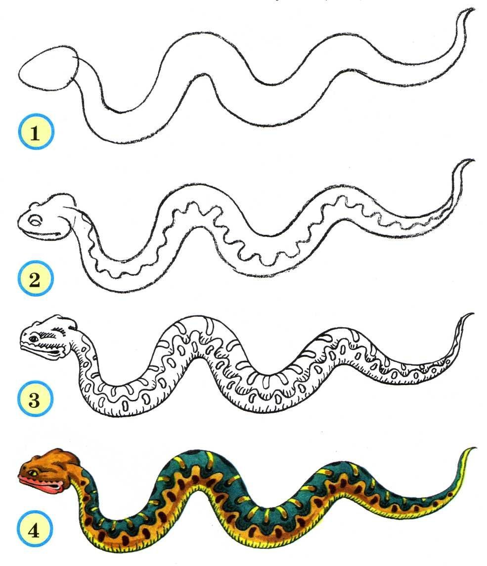 Примеры змейка. Как нарисовать змею. Рисунок змеи карандашом для срисовки. Поэтапное рисование змеи для детей. Как нарисовать змею для детей.