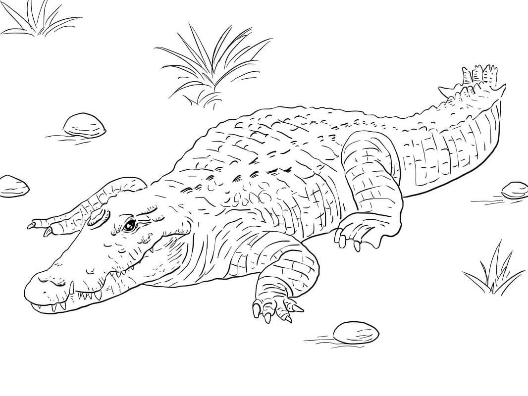 Раскраски крокодилов для детей