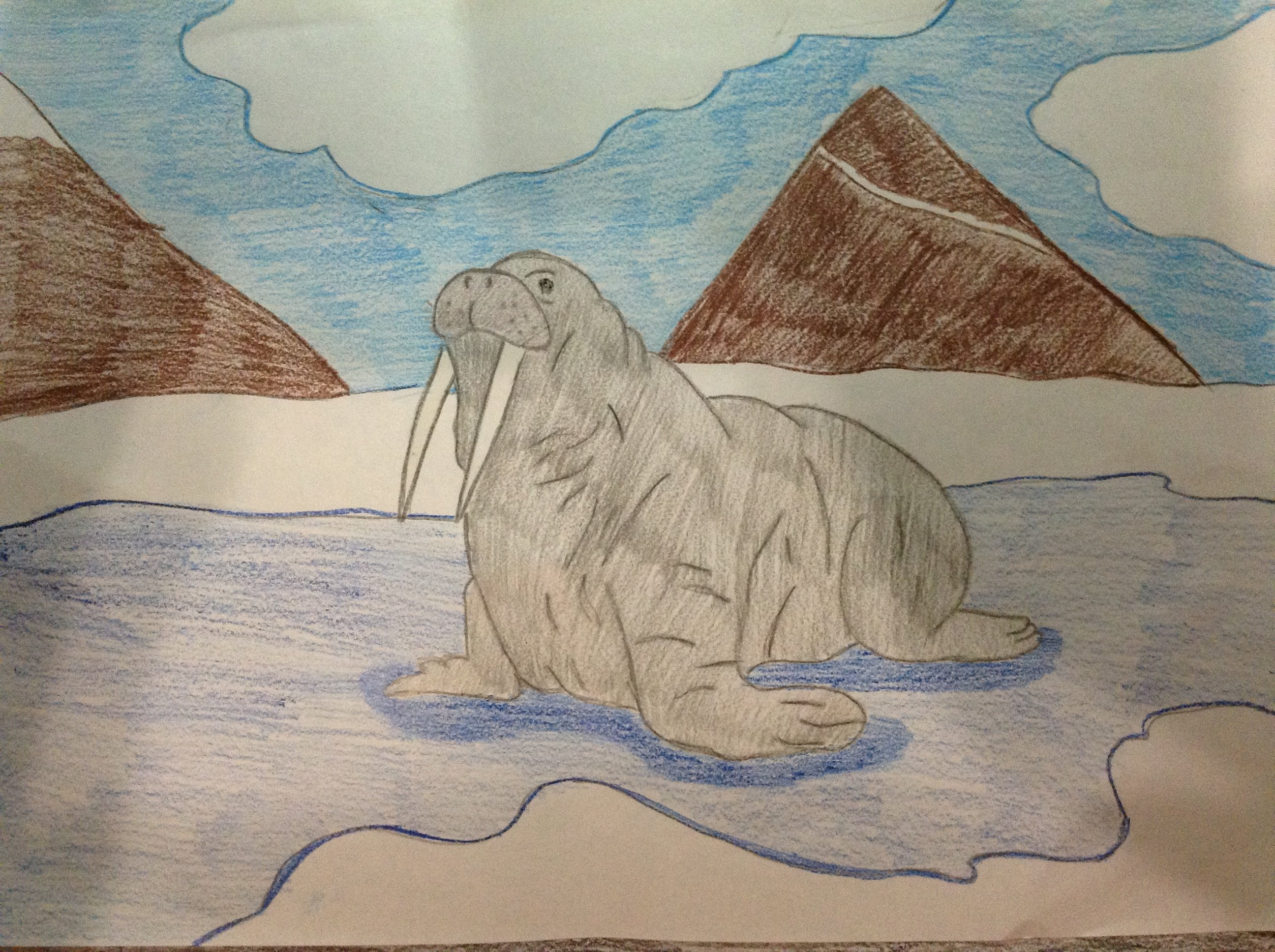 Рисунки животных Арктики