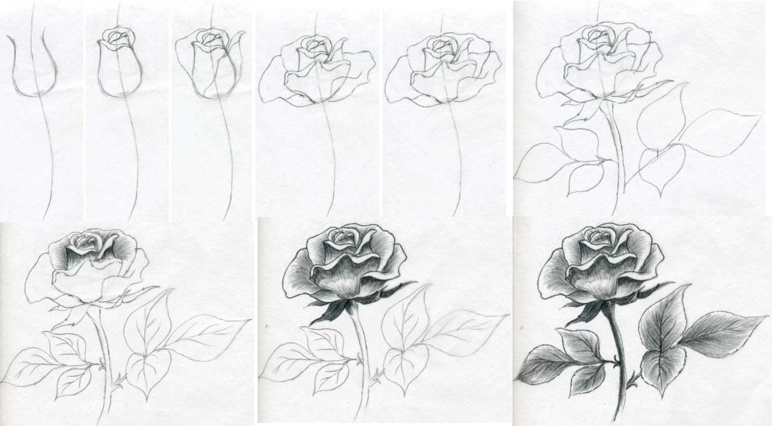 Схема рисования розы карандашом