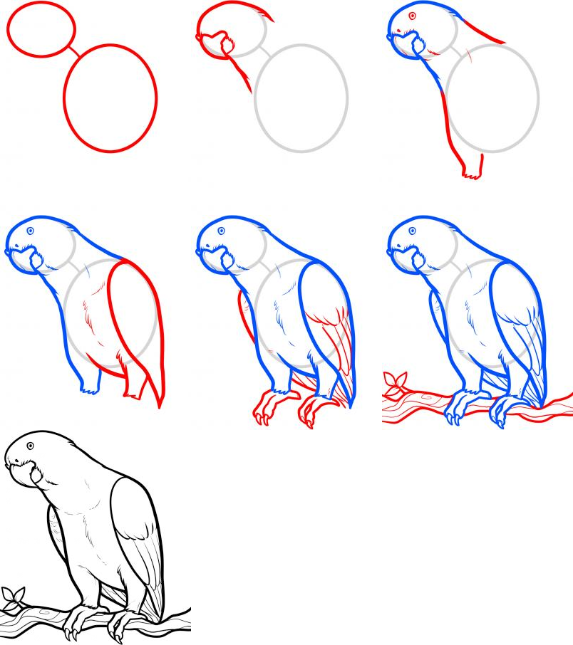 Красивые поэтапные рисунки для начинающих. Поэтапное рисование. Поэтапное рисование попугая. Рисуем попугая поэтапно. Поэтапный рисунок попугая.