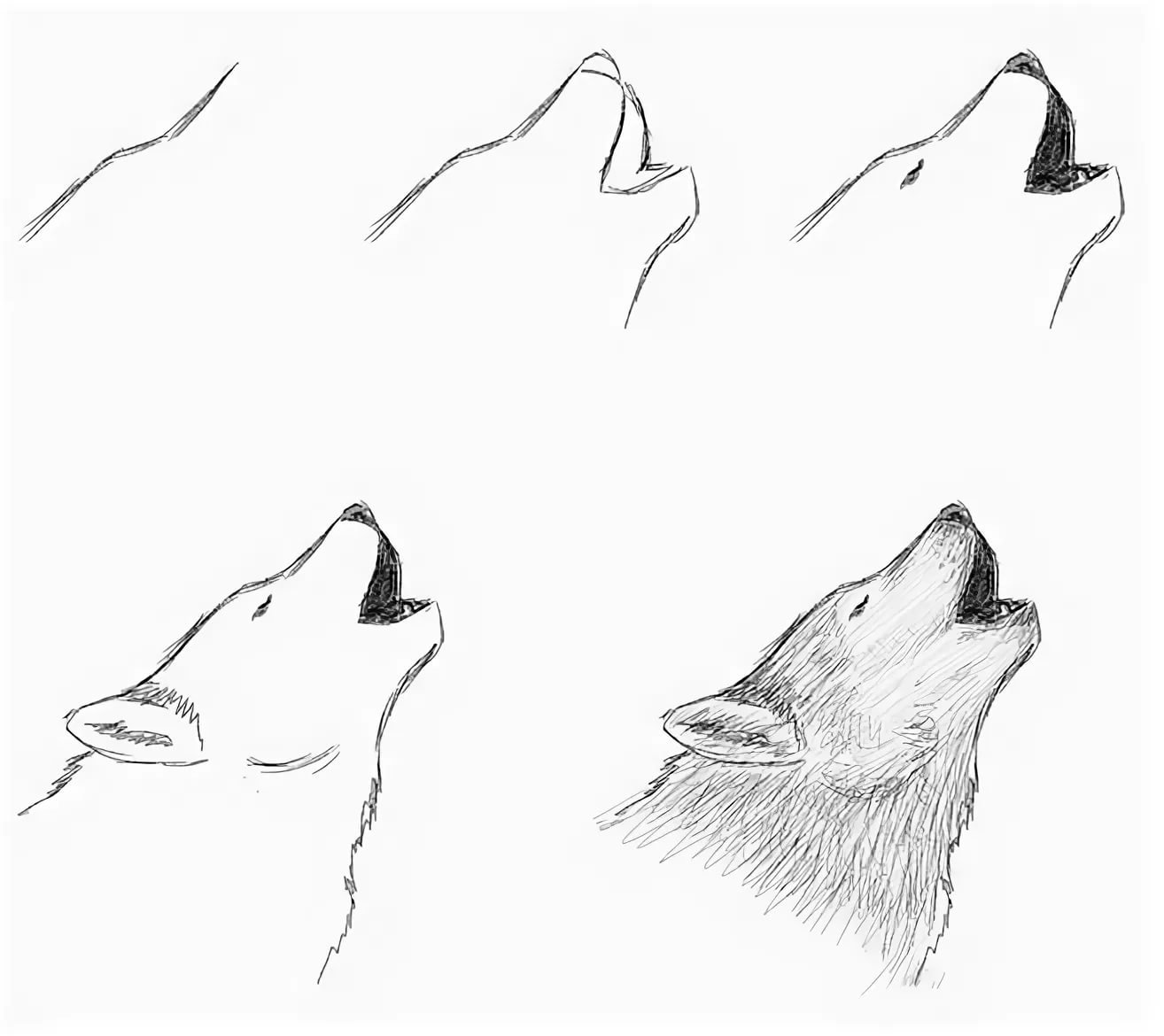 Волки рисунки карандашом для начинающих