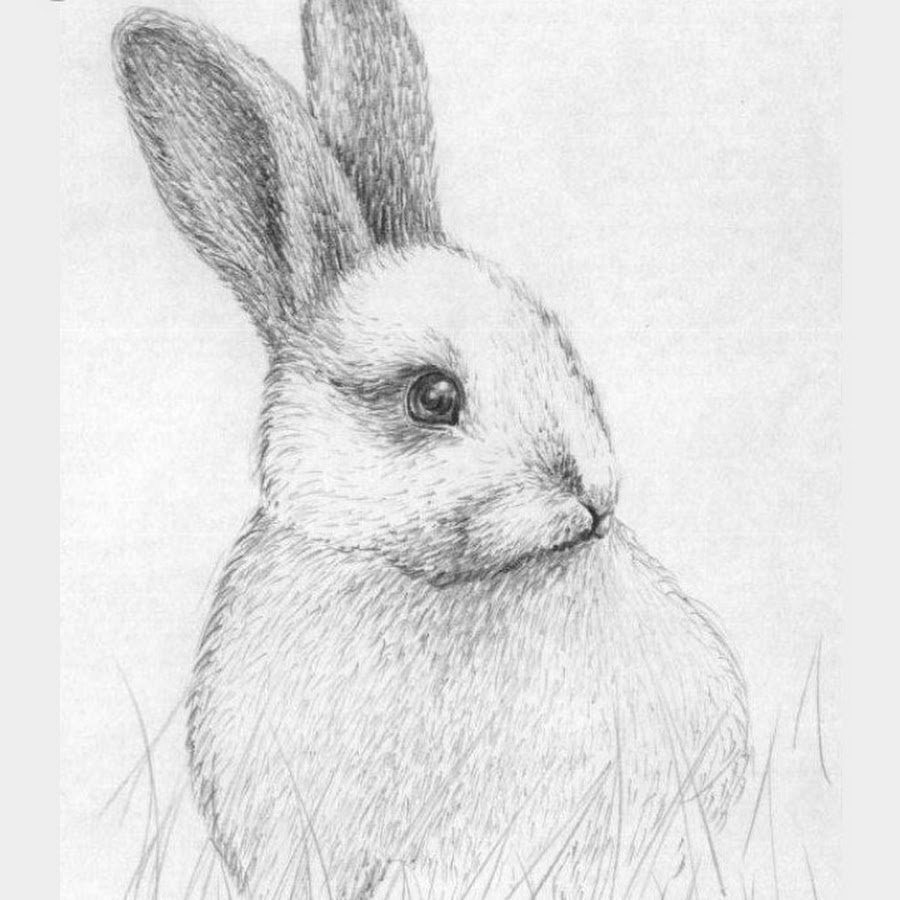 Фото как нарисовать кролика