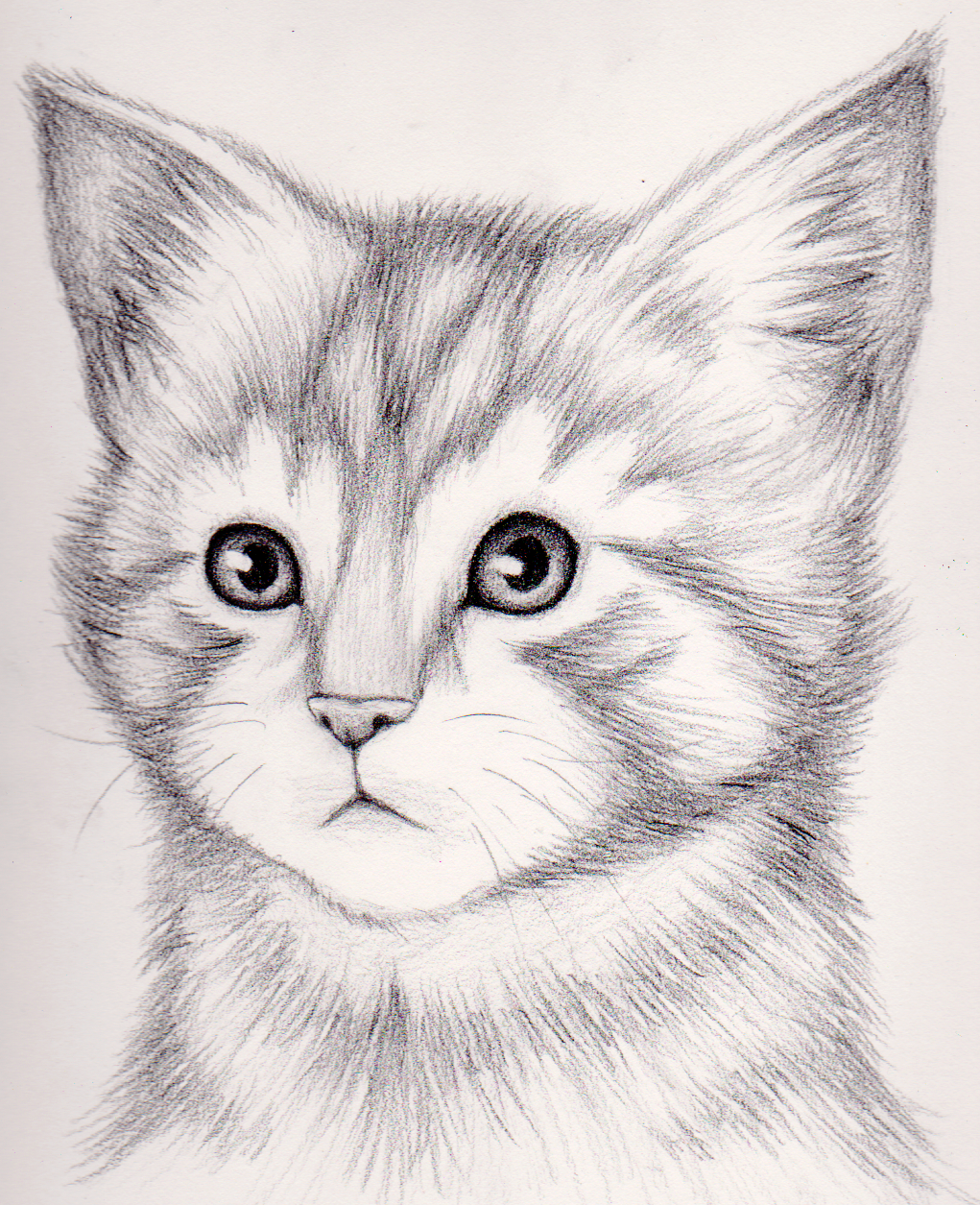 Красивые рисунки животных легкие для начинающих. Кошка карандашом. Котик карандашом. Красивые рисунки карандашом. Несложные рисунки.