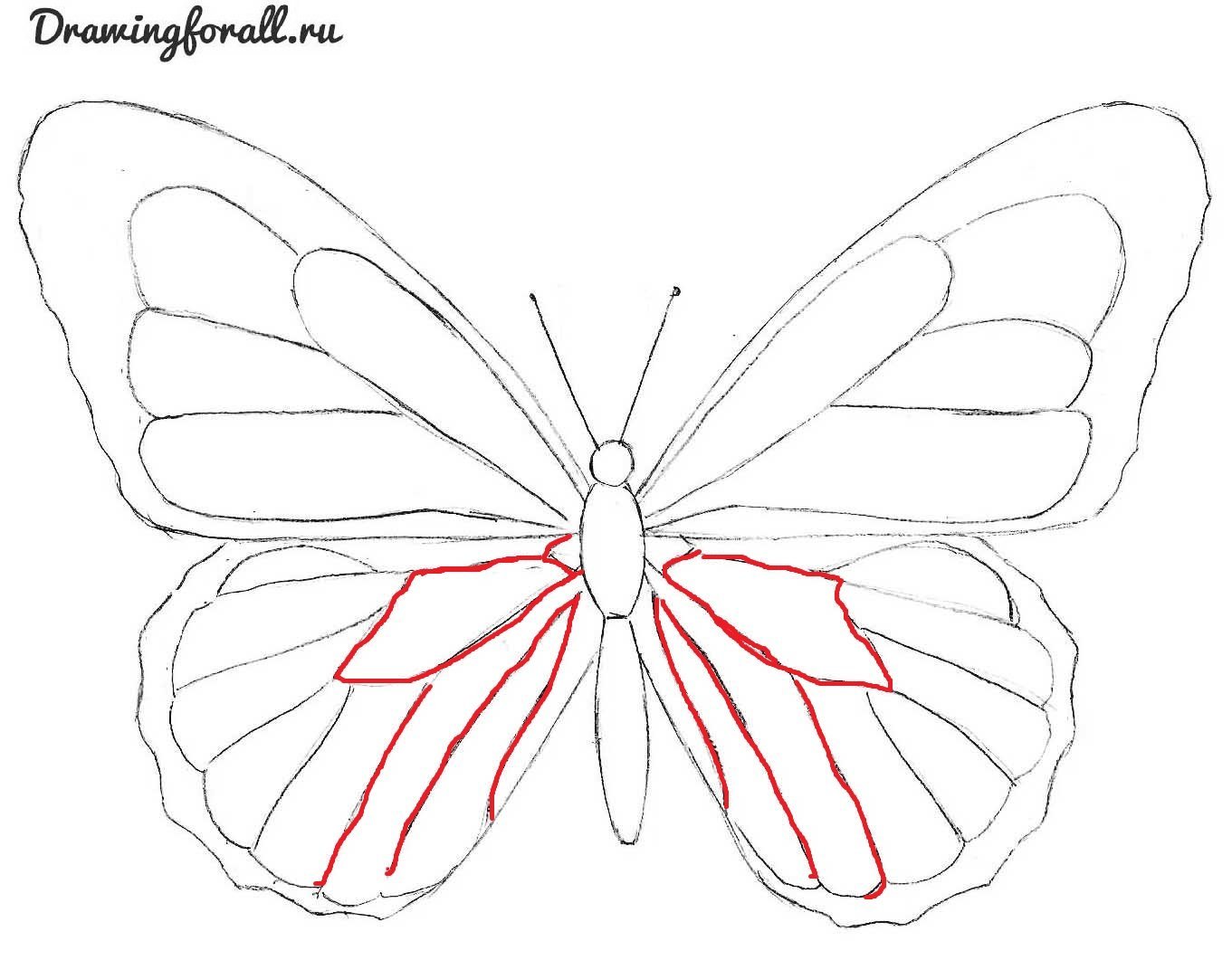 Бабочка рисунок карандашом для детей