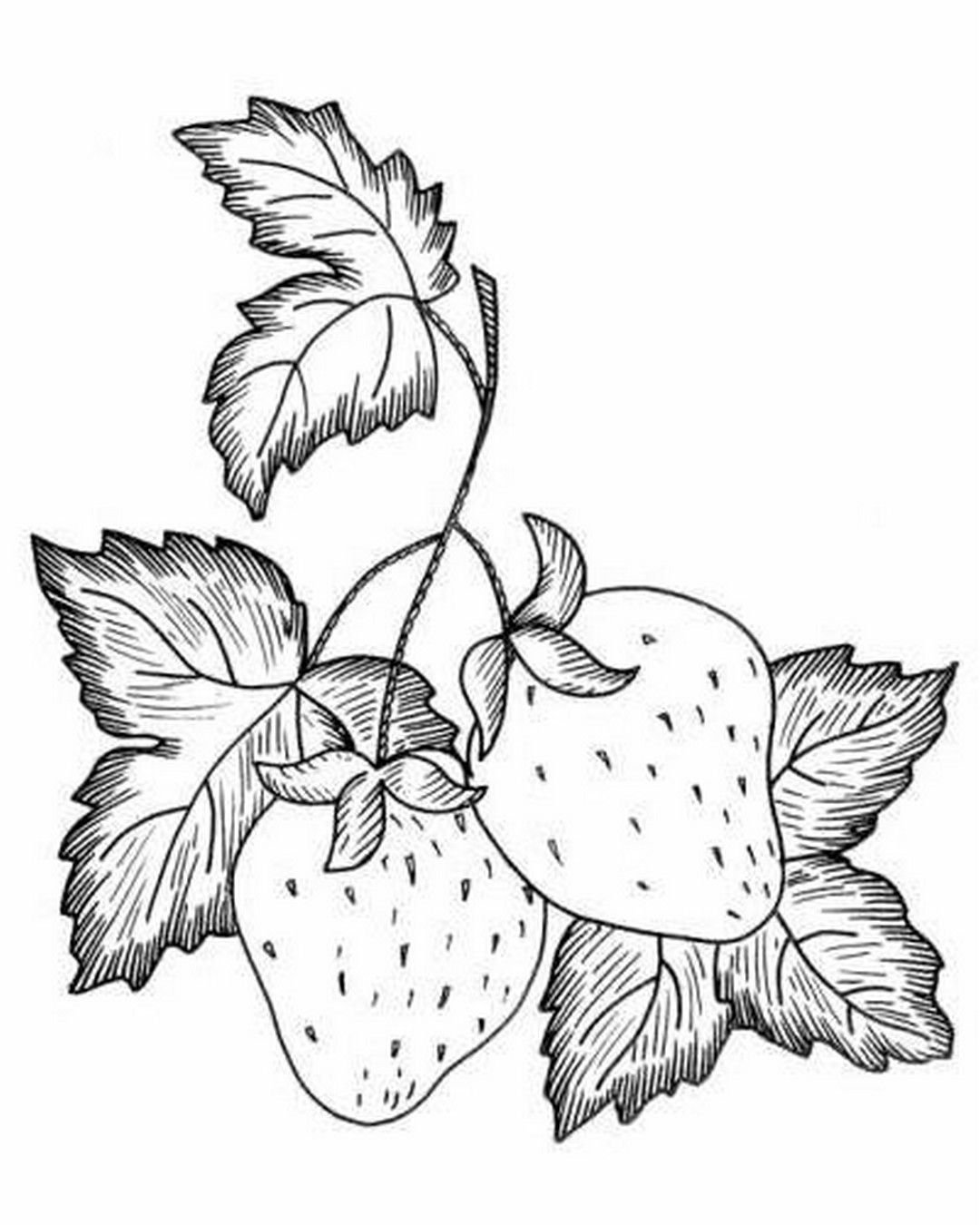 Рисунки для срисовки ягоды