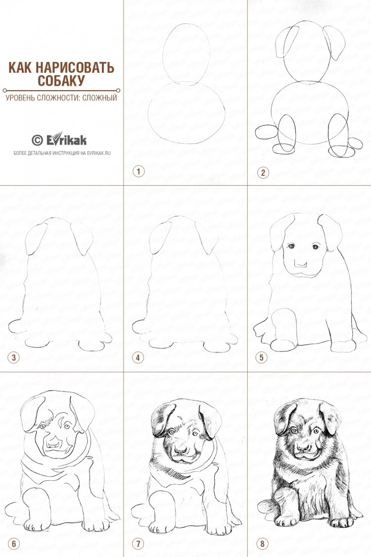 Рисунок собаки карандашом для срисовки
