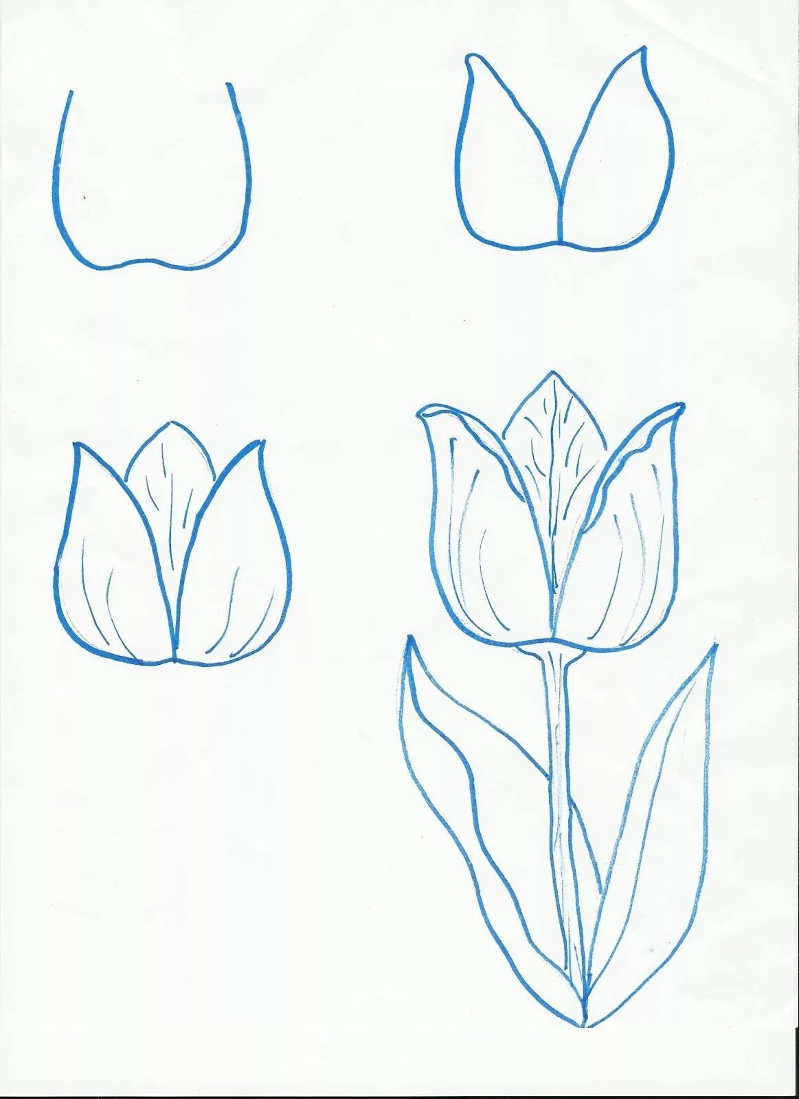 Нарисовать цветы карандашом поэтапно для начинающих