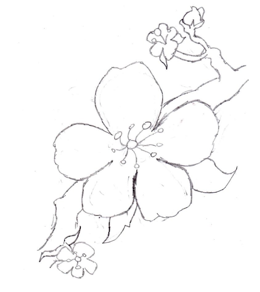Цветок Сакуры рисунок карандашом