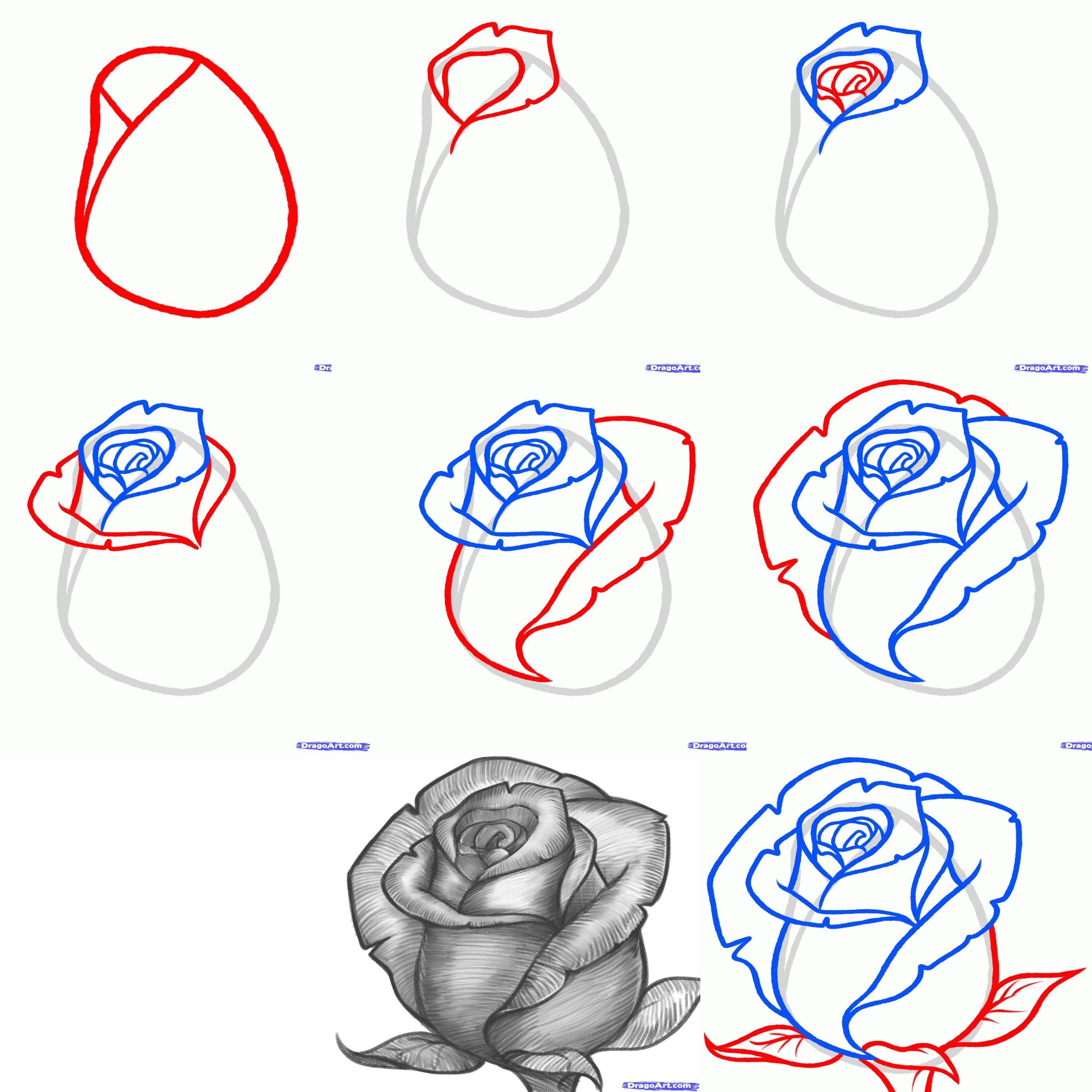 Поэтапное рисование розы карандашом