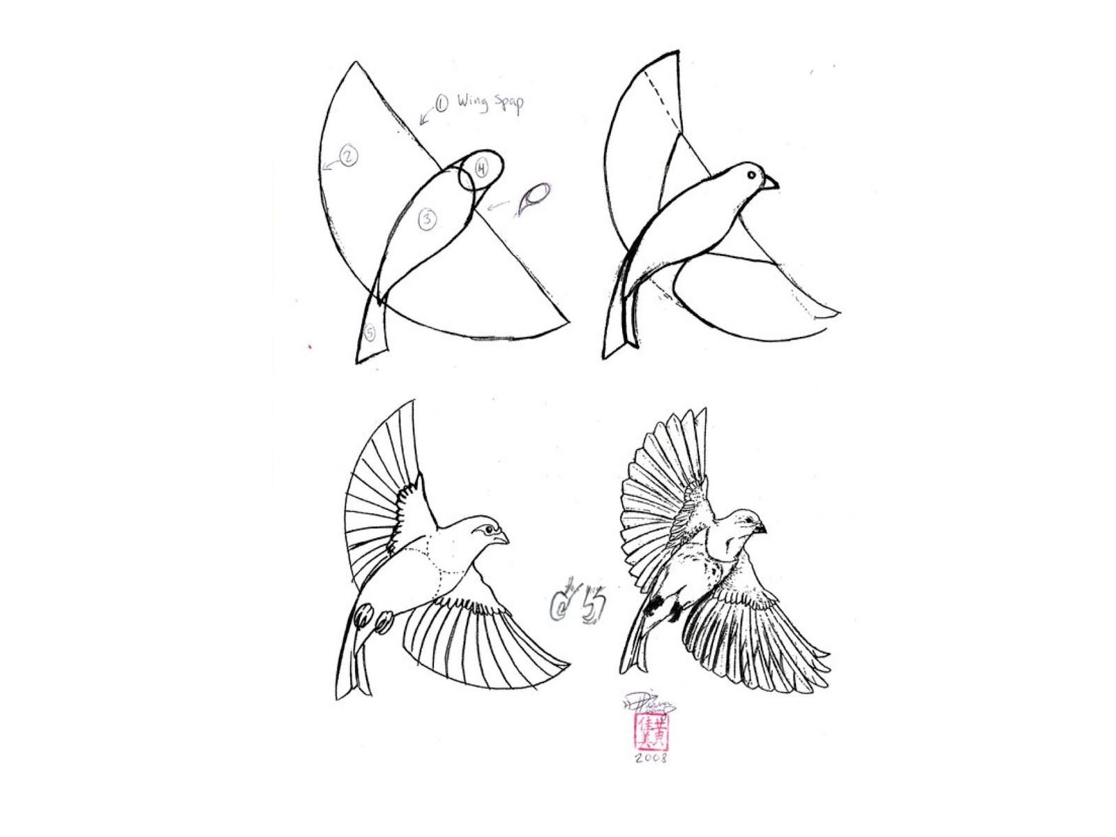 Рисунки птиц карандашом для начинающих