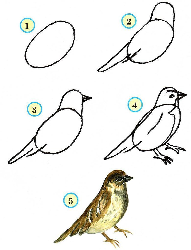 Поэтапное рисование птиц для детей