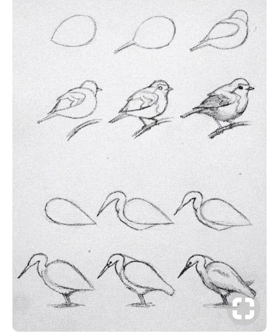 Этапы рисования птицы