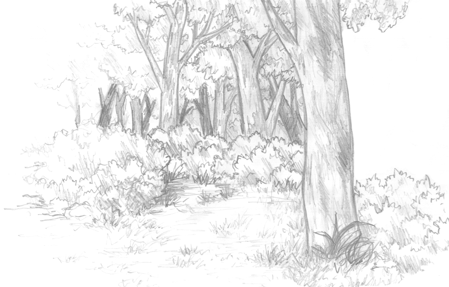 Лес карандашом легко. Лес карандашом. Лес карандашом для срисовки. Лес карандашный рисунок. Рисунок леса карандашом для срисовки.