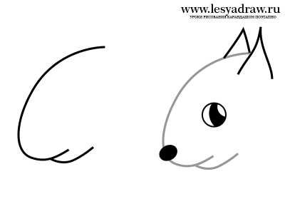 Белка рисунок карандашом поэтапно