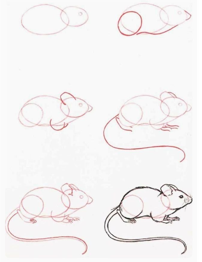 Как легко нарисовать мышку. Рисунки животных легкие. Рисунки карандашом для начинающих. Этапы рисования животных. Поэтапное рисование крысы.