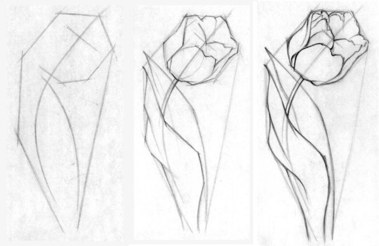 Рисунки карандашом лёгкие для начинающих цветы