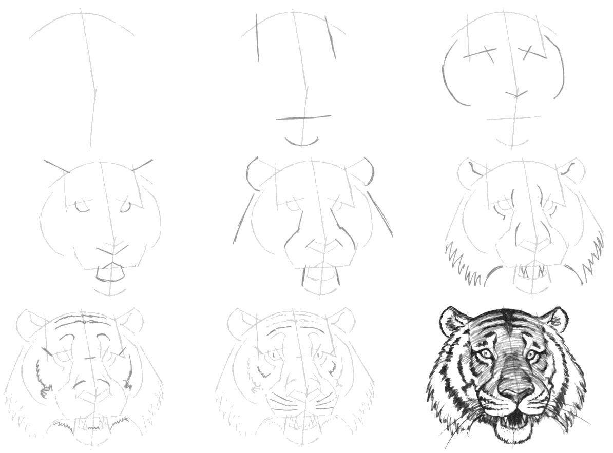 Как нарисовать тигра карандашом поэтапно