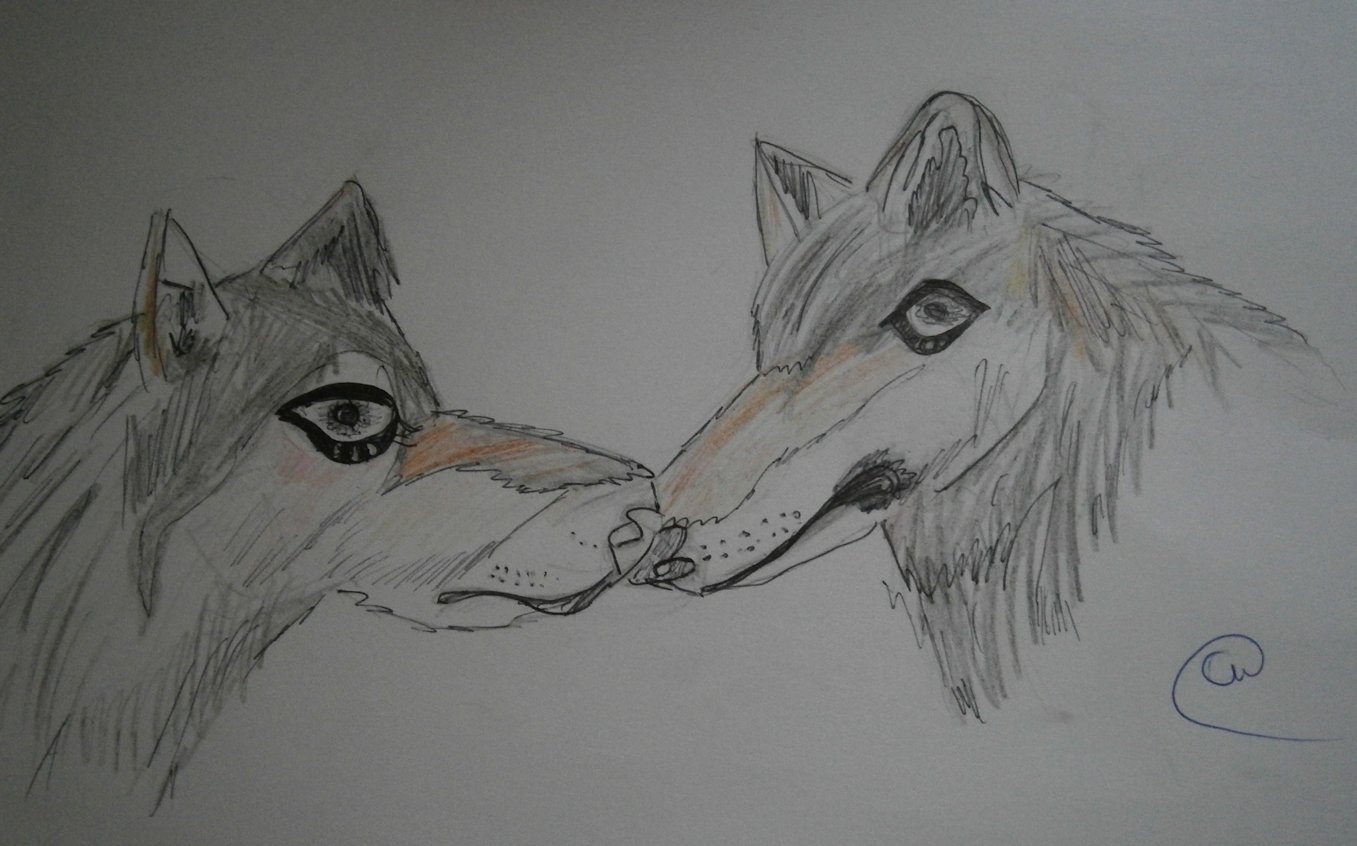Картинки для срисовки карандашом волки