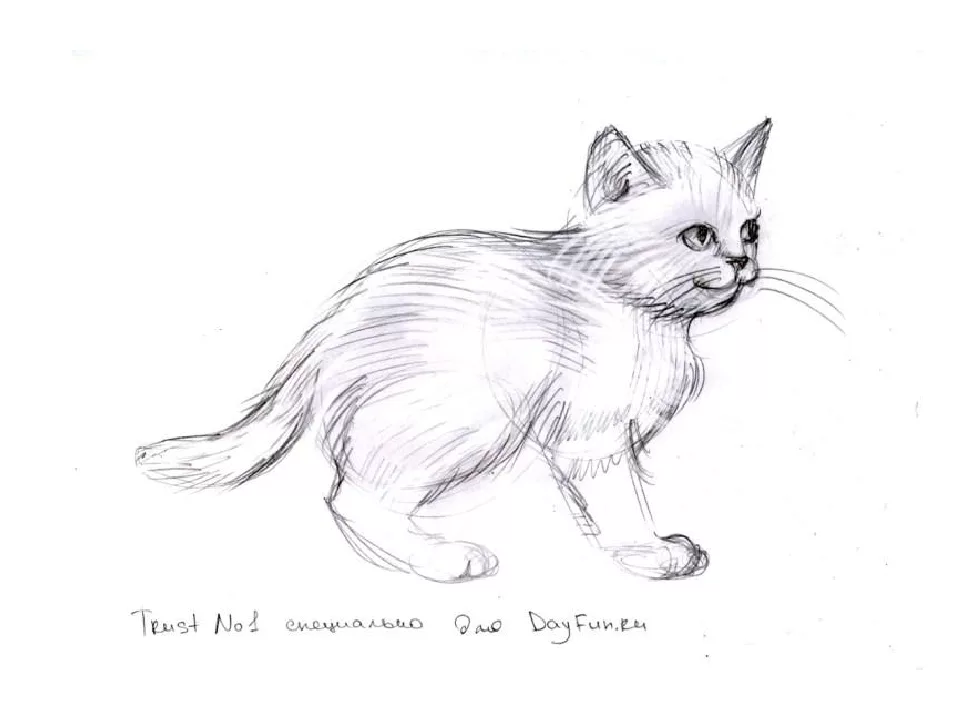 Картинки кошек рисовать. Кошка рисунок. Кошка рисунок карандашом. Котёнок рисунок карандашом. Рисунки котов для срисовки.