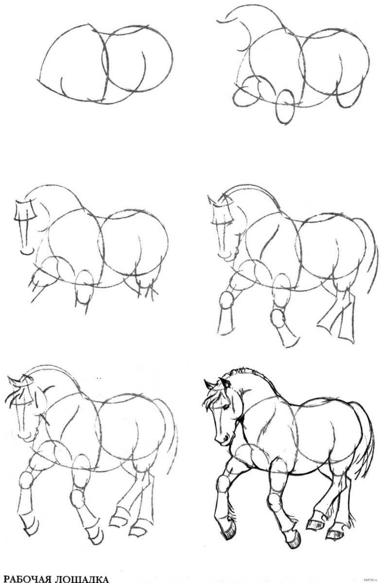 Поэтапное рисование животных карандашом