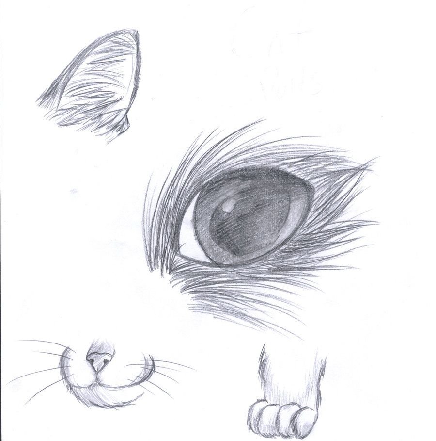 Котенок карандашом поэтапно. Красивые рисунки несложные. Рисунки карандашом для начинающих. Рисунок кота карандашом для срисовки. Красивые рисунки карандашом для начинающих.