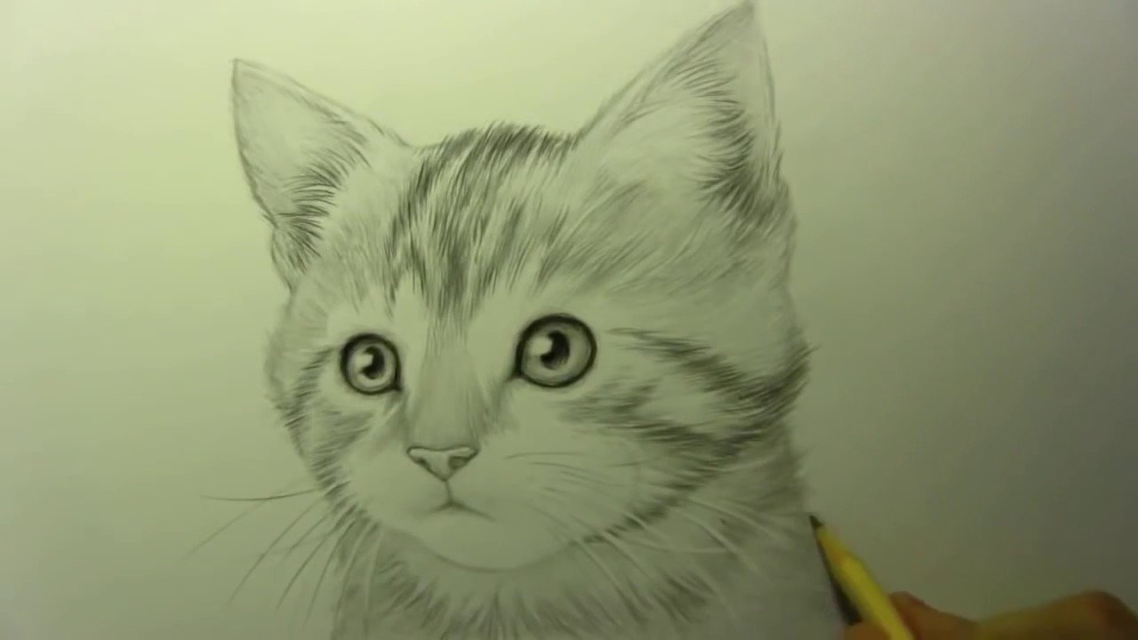 Котёнок карандашом легко
