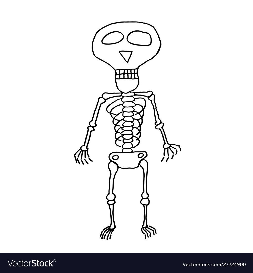 Скелет человека рисунок простой - 89 фото