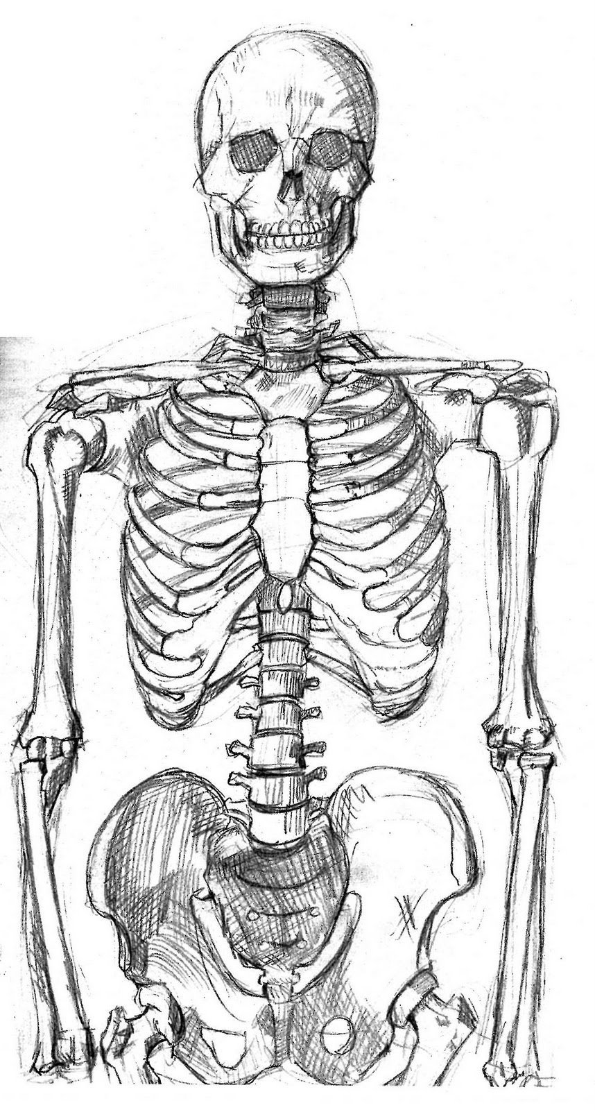 Скелет человека рисунок карандашом