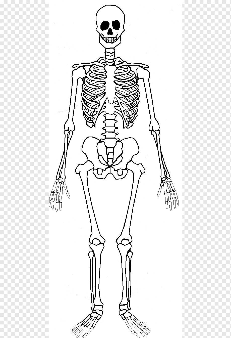 Скелет человека рисунок поэтапно