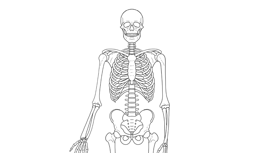 Облегченный скелет. Человеческий скелет. Скелет рисунок. Скелет человека рисунок. Скелет рисунок карандашом для детей.