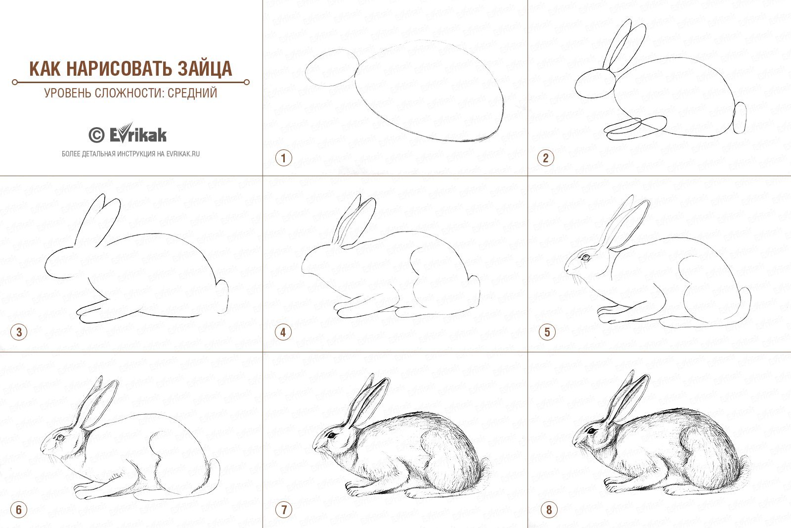 Как нарисовать зайца беляка