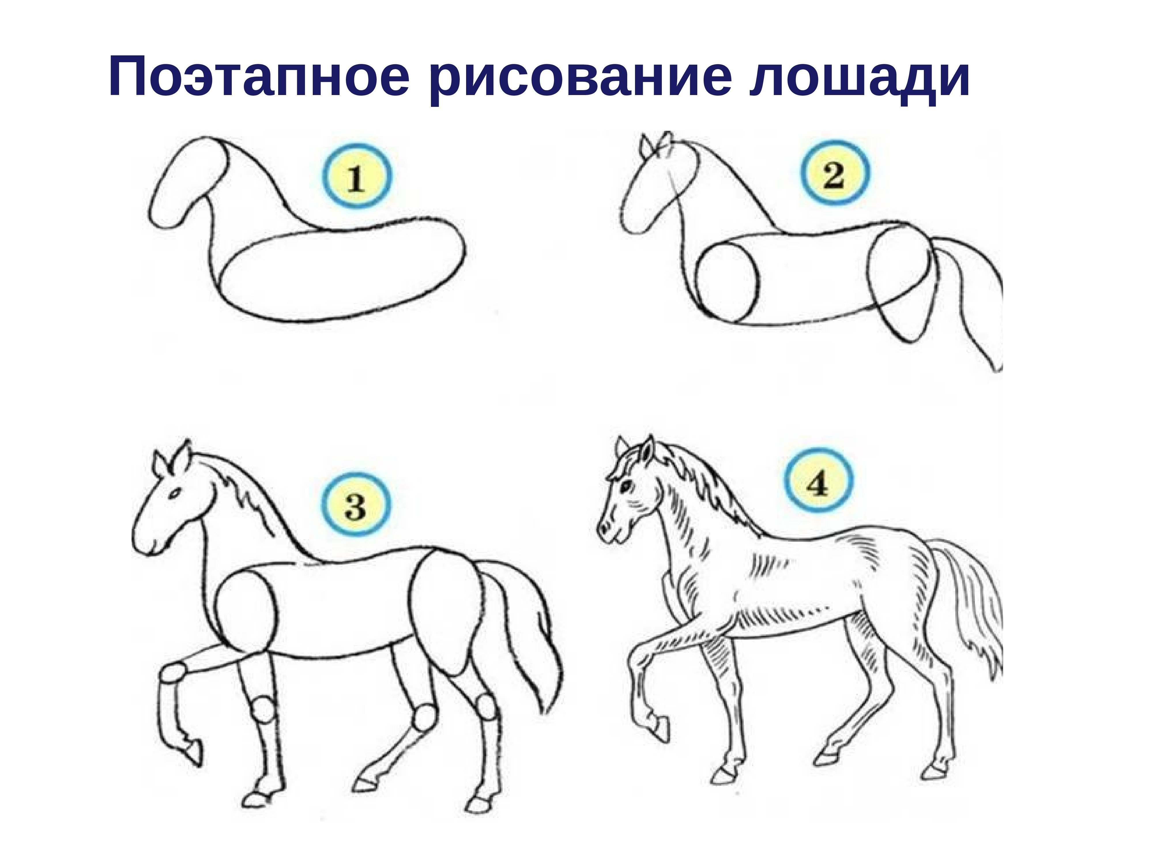 Нарисовать лошадь поэтапно