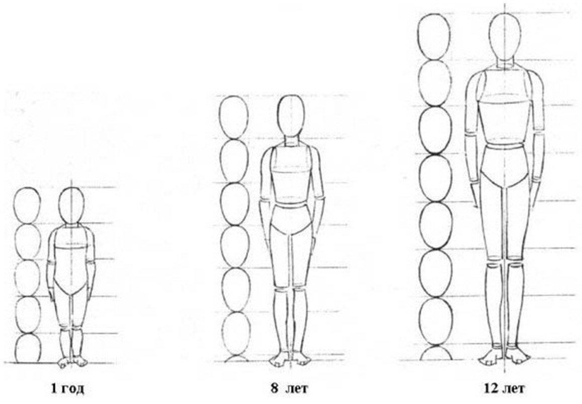 Пропорции тела человека для рисования для начинающих