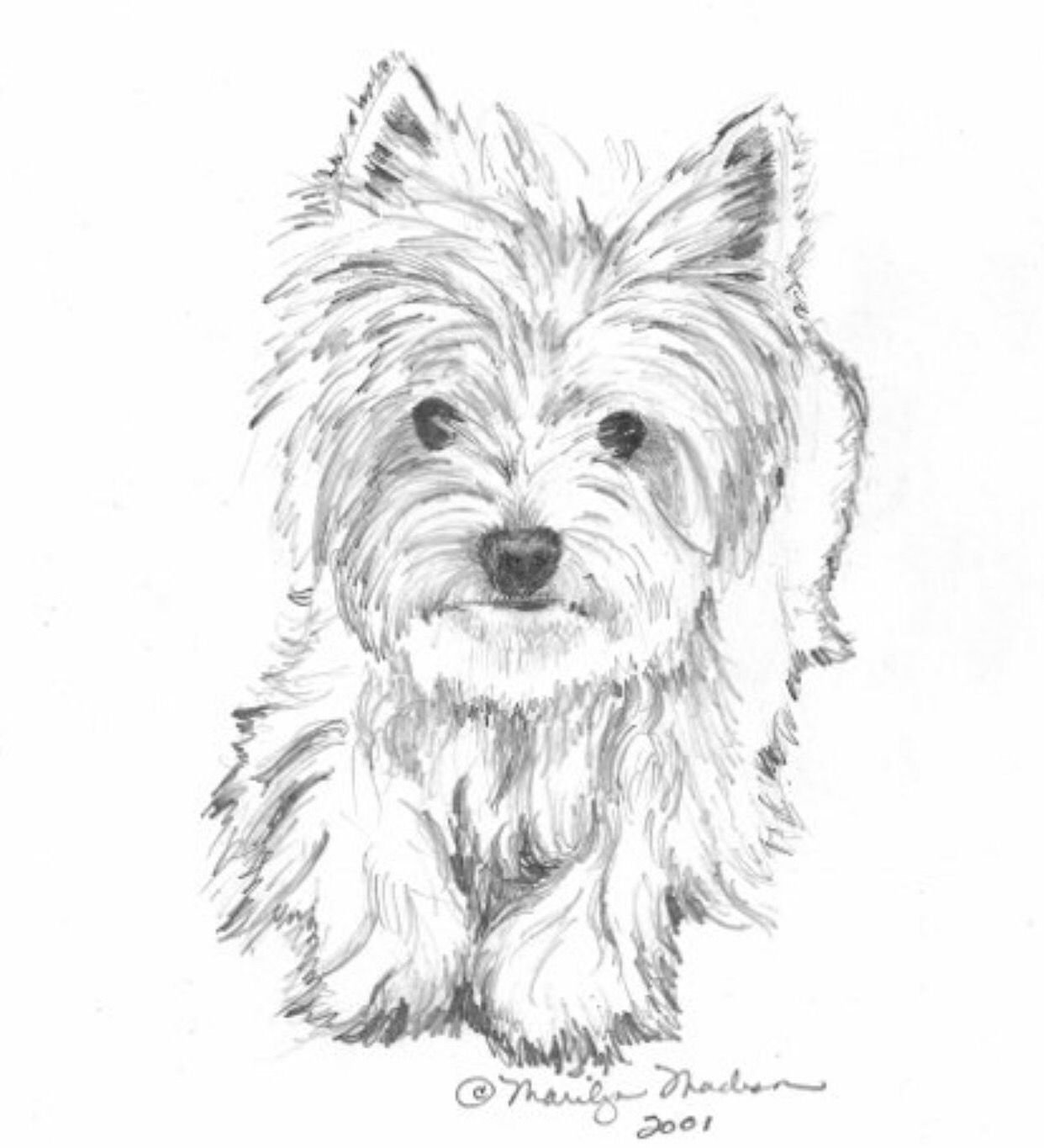 Рисунок собаки йоркширский терьер детский рисунок