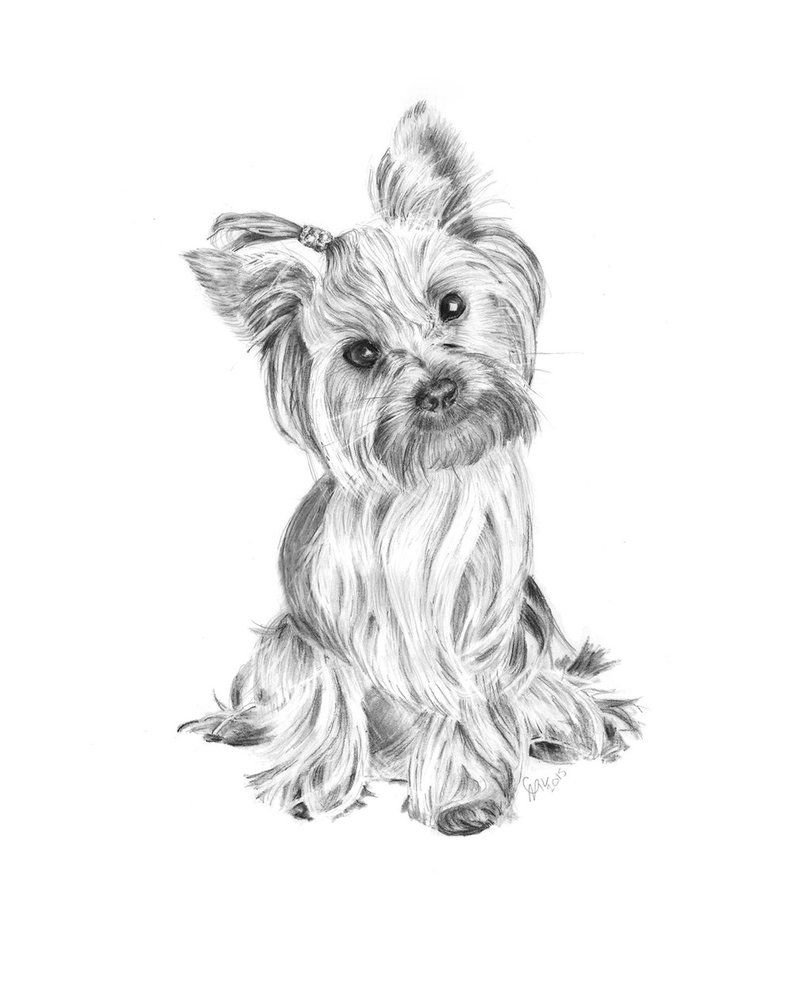 Рисунок собаки Йоркширский терьер