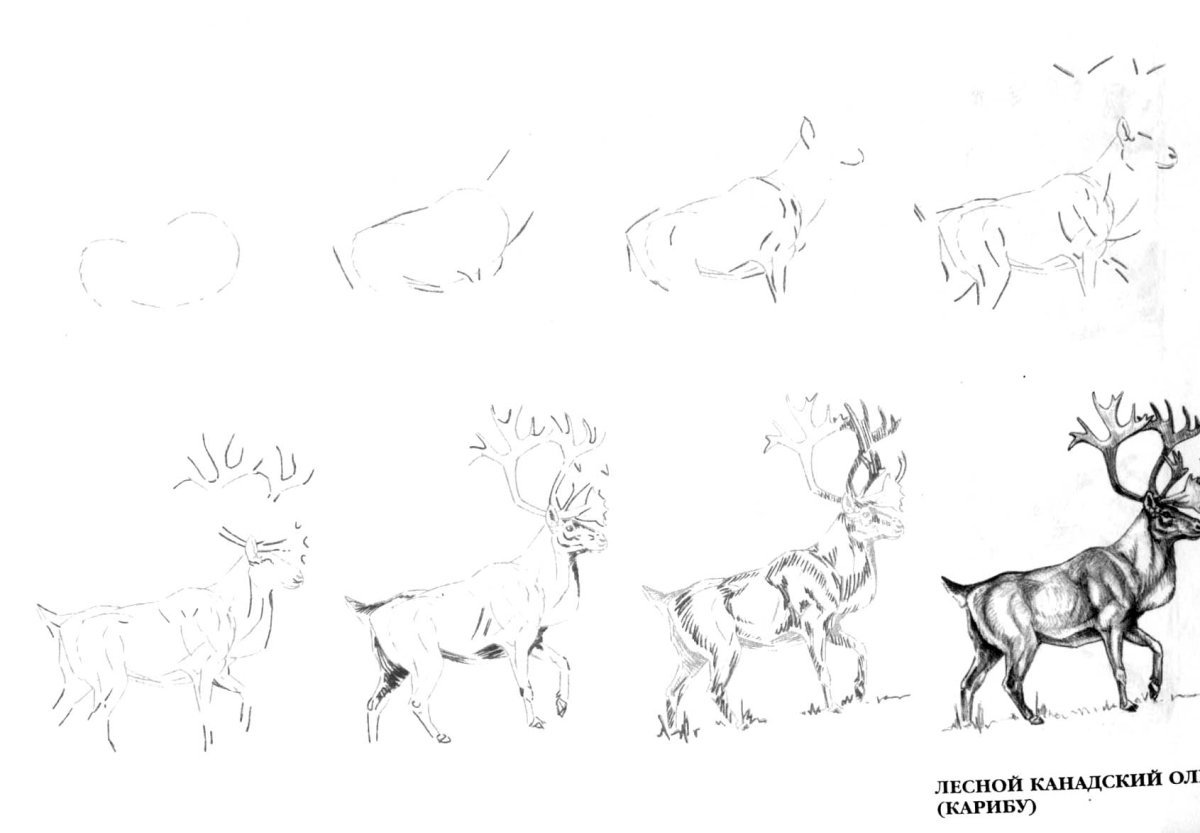 Зарисовки животных карандашом для начинающих