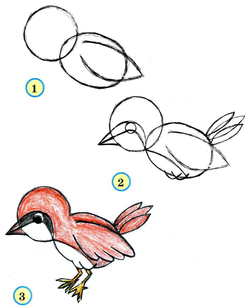 Рисунок птиц карандашом легкие. Птица рисунок легкий. Поэтапное рисование птиц. Поэтапное рисование птиц для детей. Этапы рисования птицы.