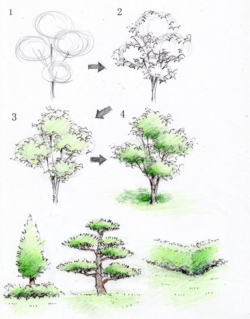 Последовательное рисование дерева