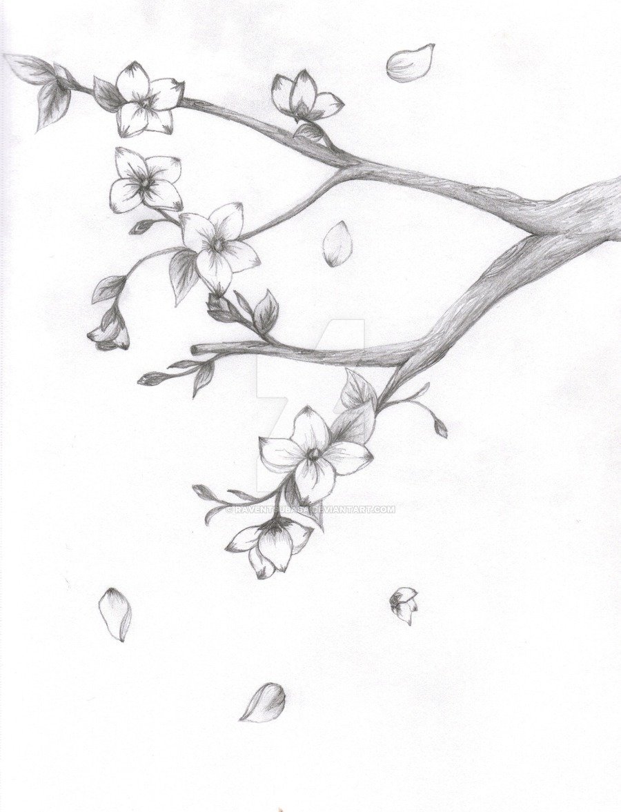 Весенние рисунки карандашом легкие. Сакура дерево рисунок карандашом. Ветка Сакуры рисунок карандашом. Ветка дерева карандашом. Дерево Сакура карандашом.