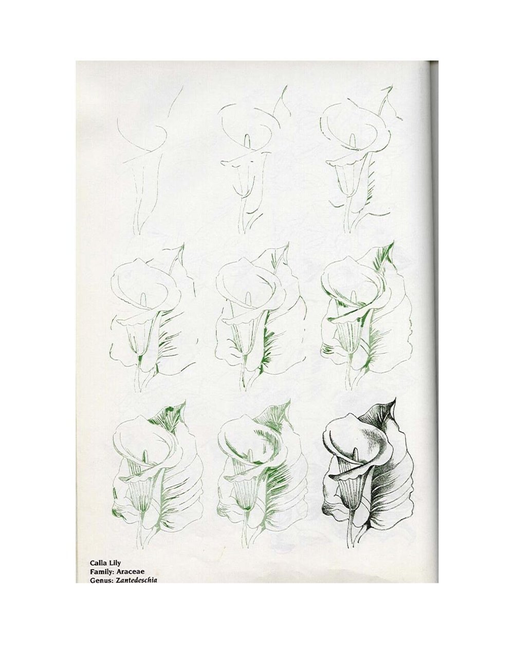 Рисунки карандашом цветы для начинающих